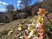 72 Ellebori per la casetta degli alti secolari faggi